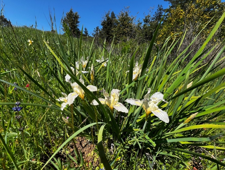 Fernald's Iris